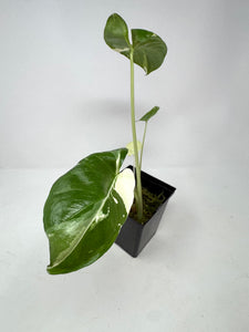 Alocasia Maccrorhiza Variegated D