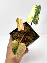 Load image into Gallery viewer, Philodendron Gloriosum Variegated A