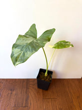 Load image into Gallery viewer, Alocasia Maccrorhiza Variegated B