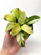 Load image into Gallery viewer, Calathea Yellow Fusion