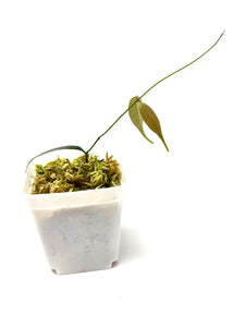 Hoya Exilis