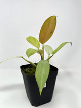 Load image into Gallery viewer, Philodendron Whipple Way E