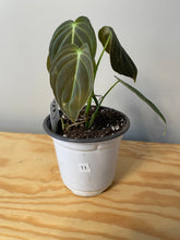 Load image into Gallery viewer, 11. Philodendron Melanochrysum