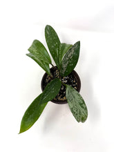 Load image into Gallery viewer, Hoya Pubicalyx