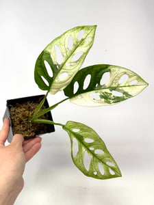 Monstera Adansonii Variegated C