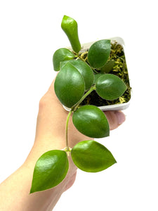 Hoya Aeschynanthoides