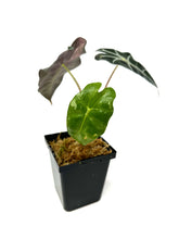 Load image into Gallery viewer, Alocasia Amazonica Variegated B