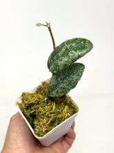 Load image into Gallery viewer, Hoya Waymaniae ‘Cloudy Sky’