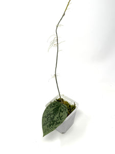 Hoya Glabra Silver D