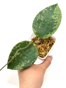 Hoya Glabra Silver A