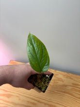Load image into Gallery viewer, 24. Amydrium Medium