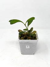Load image into Gallery viewer, Hoya Manipurensis Variegated C