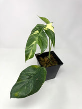 Load image into Gallery viewer, Epipremnum Pinnatum Albo Variegated
