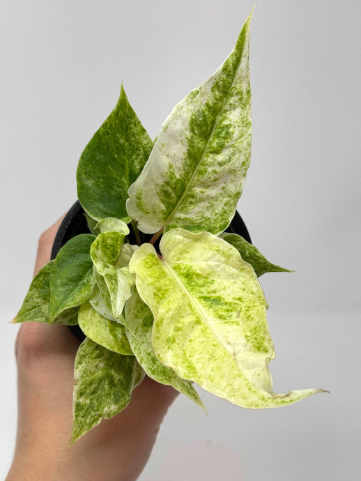 Anthurium Hookeri Variegated