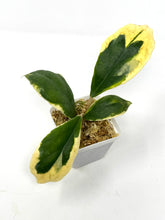 Load image into Gallery viewer, Hoya Incrassata Albo Variegated
