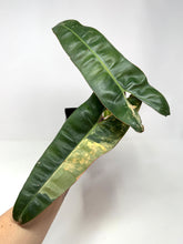 Load image into Gallery viewer, Philodendron Billietiae Variegated D