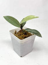 Load image into Gallery viewer, Hoya Wilbur Graves Silver