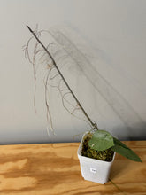 Load image into Gallery viewer, 34. Hoya Silver Dollar