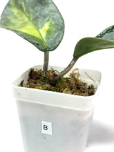 Load image into Gallery viewer, Hoya Carnosa Argentea Princess B