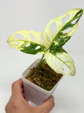 Load image into Gallery viewer, Monstera Adansonii Variegated C