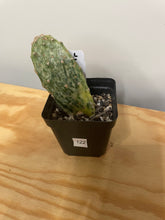 Load image into Gallery viewer, 122. Opuntia Sunburst