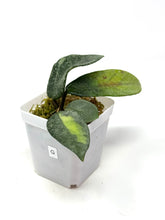 Load image into Gallery viewer, Hoya Carnosa ‘Argentea Princess’ G