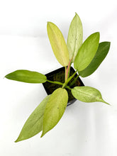 Load image into Gallery viewer, Philodendron Whipple Way C