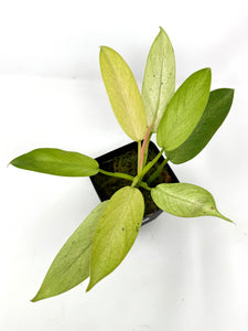 Philodendron Whipple Way C