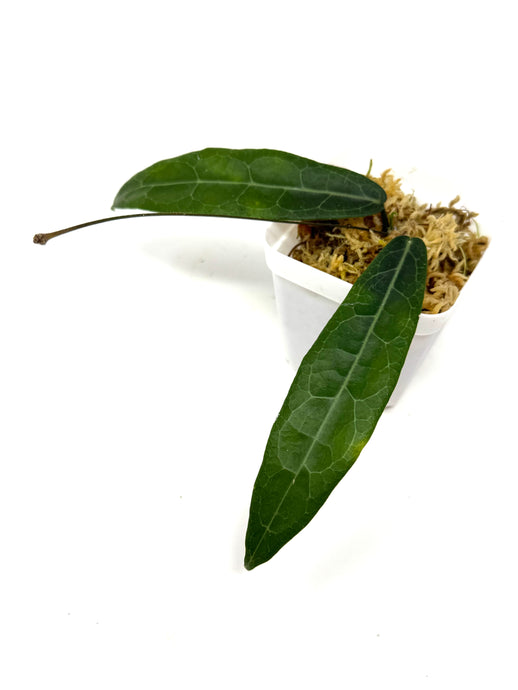 Hoya Hypolasia