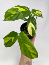 Load image into Gallery viewer, Ctenanthe 'Lubbersiana'