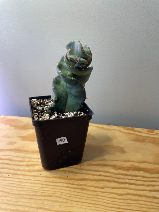 80. Cereus Forbesii cv. Spiralis 'Spiral Cactus'