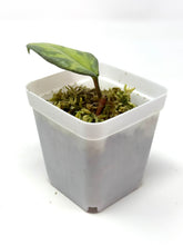 Load image into Gallery viewer, Hoya Carnosa ‘Argentea Princess’ L