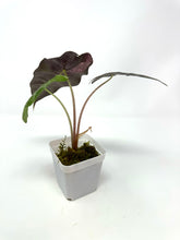 Load image into Gallery viewer, Alocasia Amazonica Variegated B