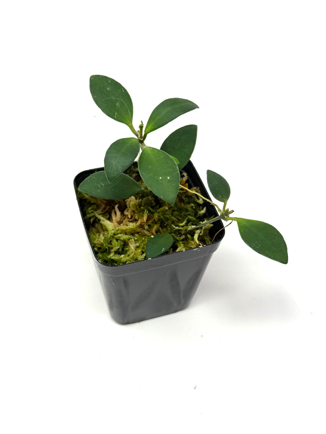 Hoya Mini Pixie