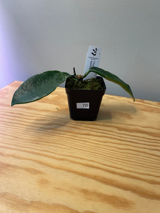 70. Hoya Meliflua