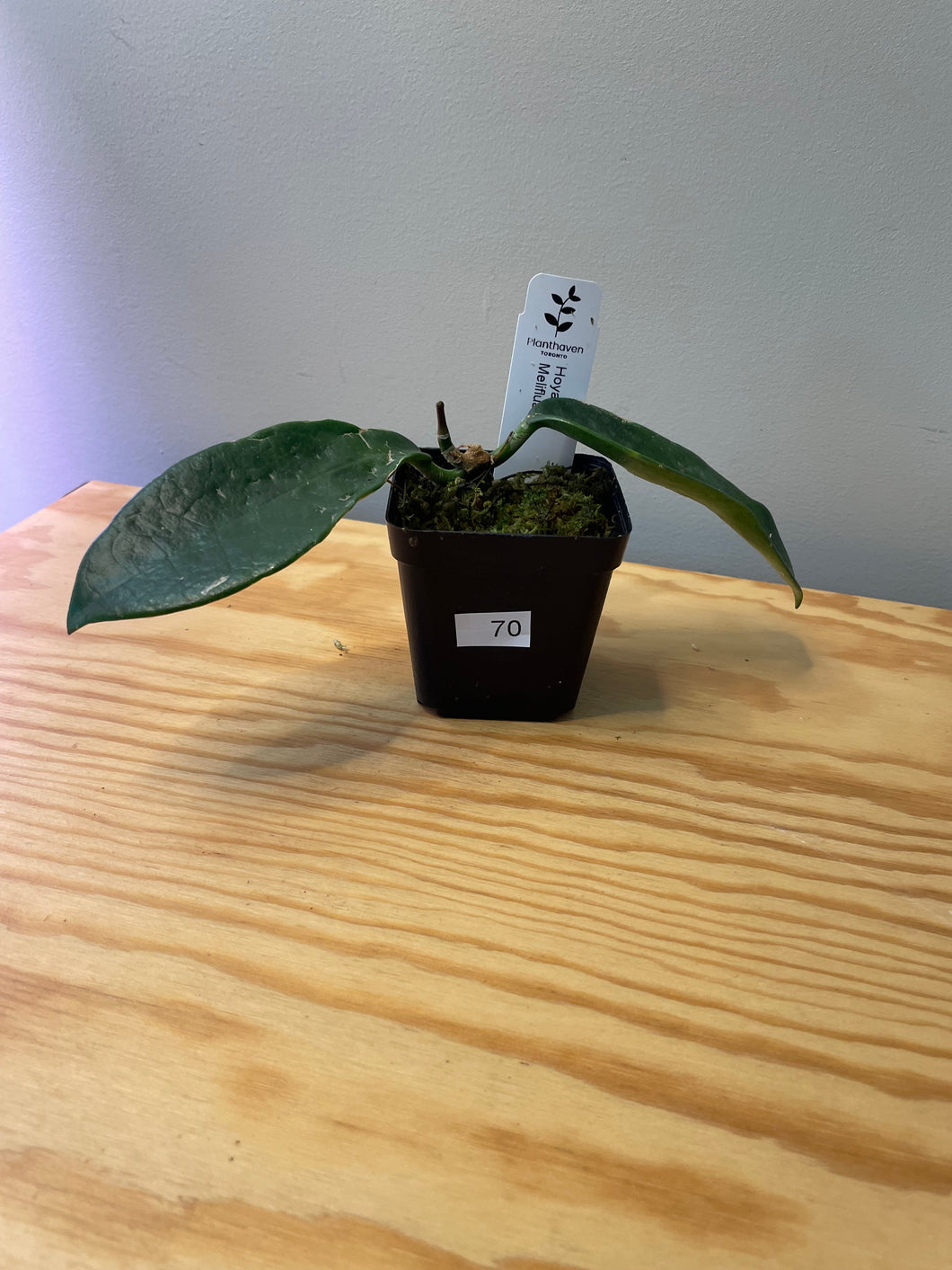 70. Hoya Meliflua