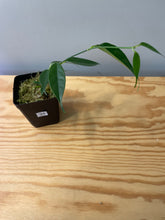 Load image into Gallery viewer, 24. Hoya Cystiantha