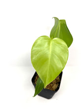 Load image into Gallery viewer, Monstera Deliciosa Aurea Variegated B