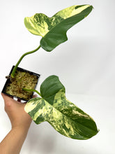 Load image into Gallery viewer, Philodendron Bipennifolium Violin Variegated G