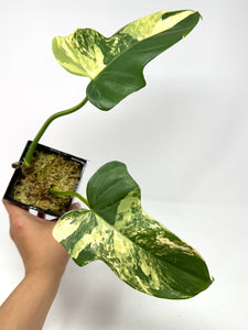 Philodendron Bipennifolium Violin Variegated G