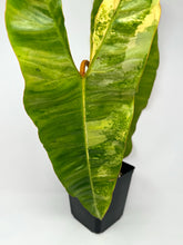 Load image into Gallery viewer, Philodendron Billietiae Variegated B