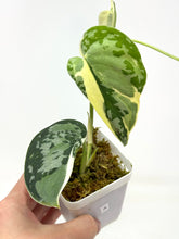 Load image into Gallery viewer, Scindapsus Mayari Variegated A