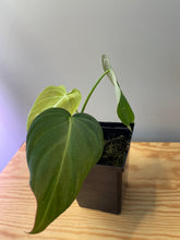 Load image into Gallery viewer, 60. Philodendron Glorious (Melanochrysum x Gloriosum)