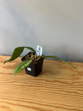 Load image into Gallery viewer, 299. Hoya Callistophylla