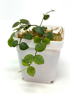 Dischidia Hirsuta