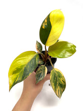 Load image into Gallery viewer, Philodendron Red Congo Variegated