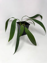 Load image into Gallery viewer, Anthurium Vittarifolium