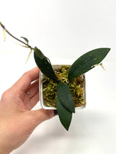 Load image into Gallery viewer, Hoya Dragon Wing (GPS7240 Hybrid)