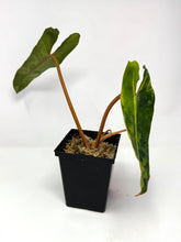 Load image into Gallery viewer, Philodendron Billietiae Variegated E