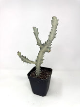 Load image into Gallery viewer, Euphorbia Lactea ‘White Ghost’ (large size) (Ships within Canada only)